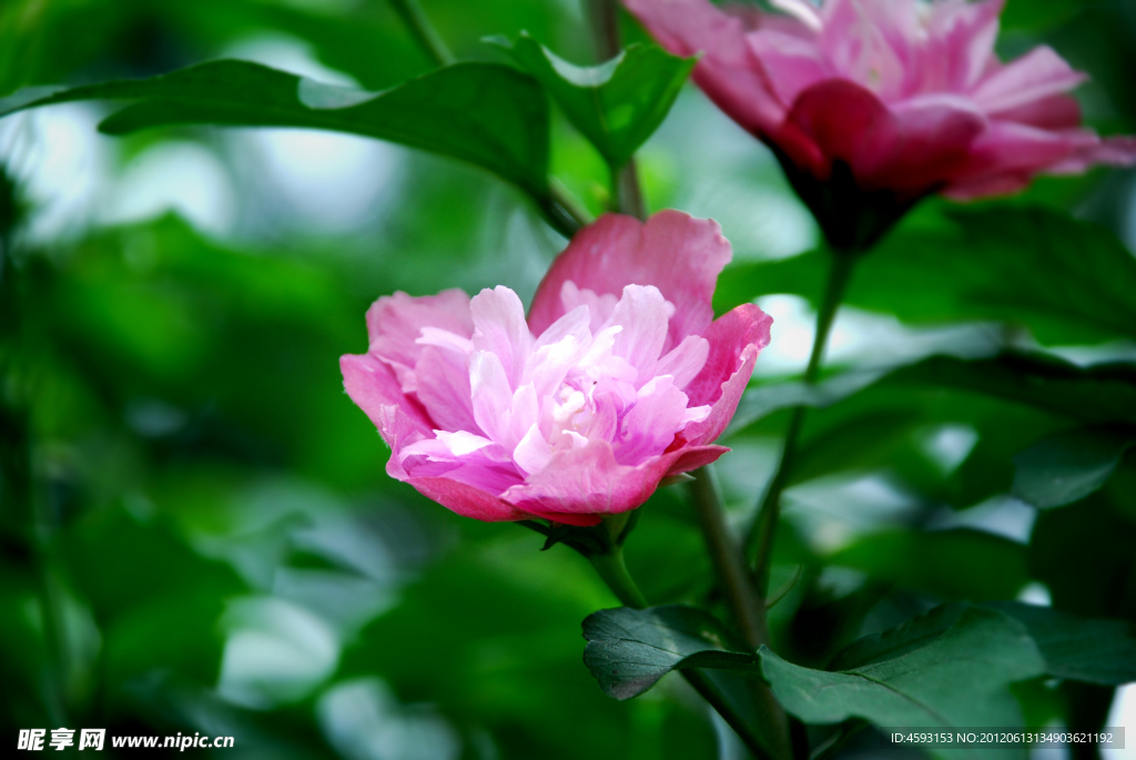 木菊花
