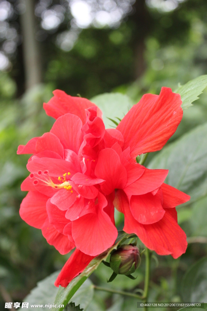 扶桑花