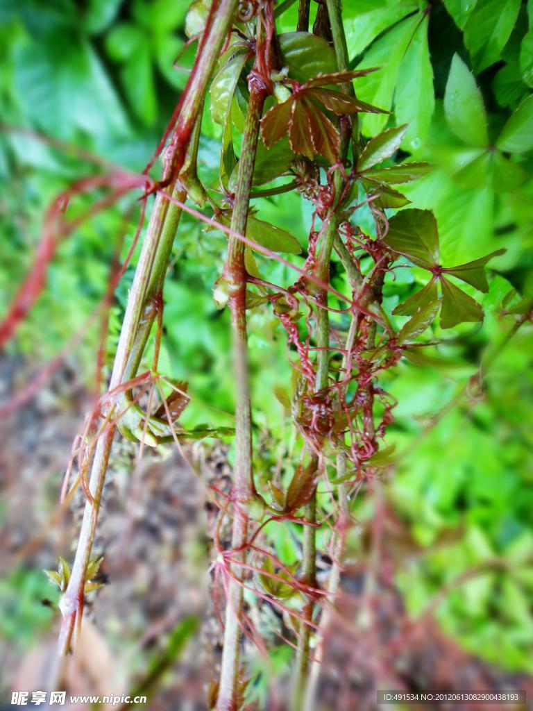 爬山虎
