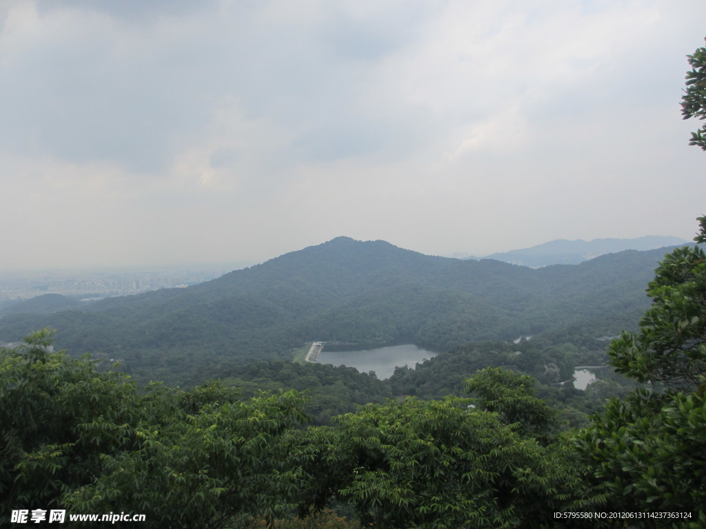 高山树木