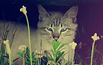 猫咪