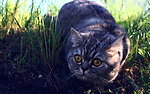猫咪