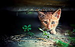 猫咪