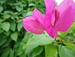 小红花