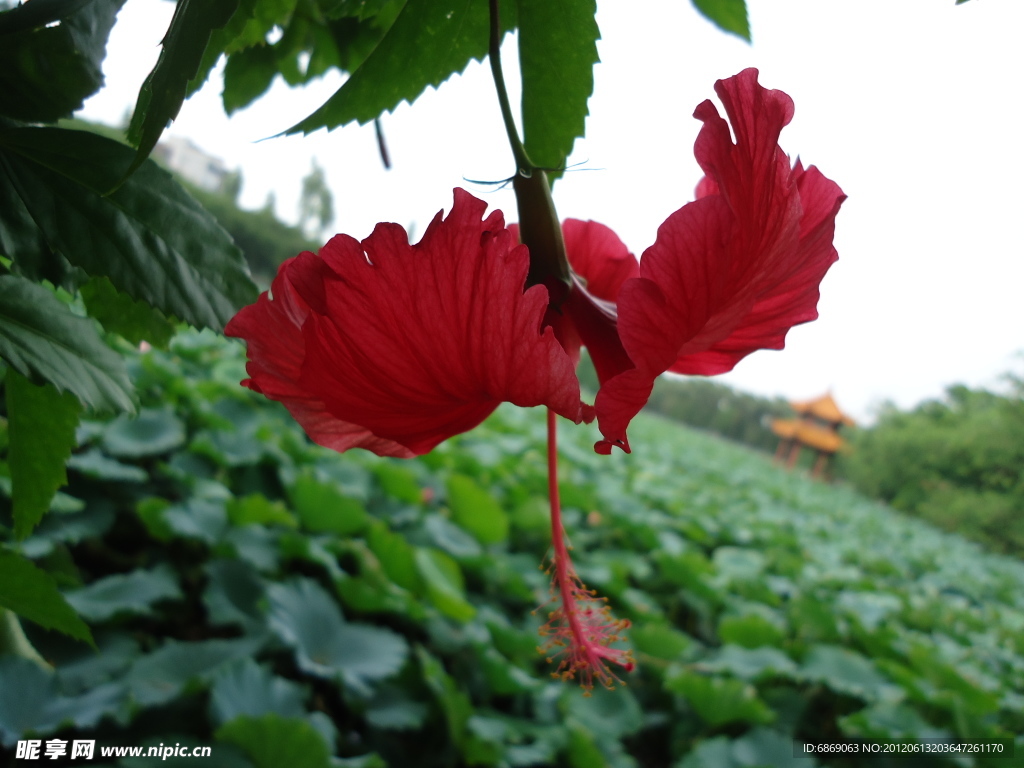扶桑花