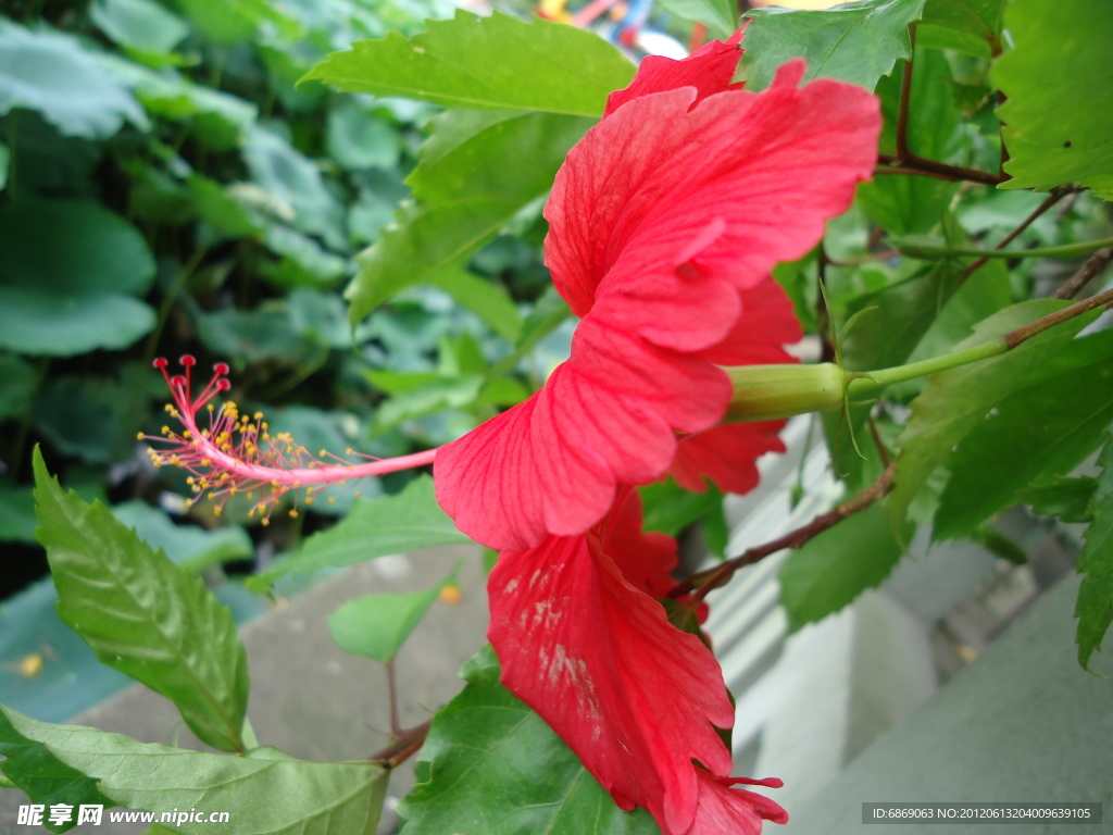 扶桑花