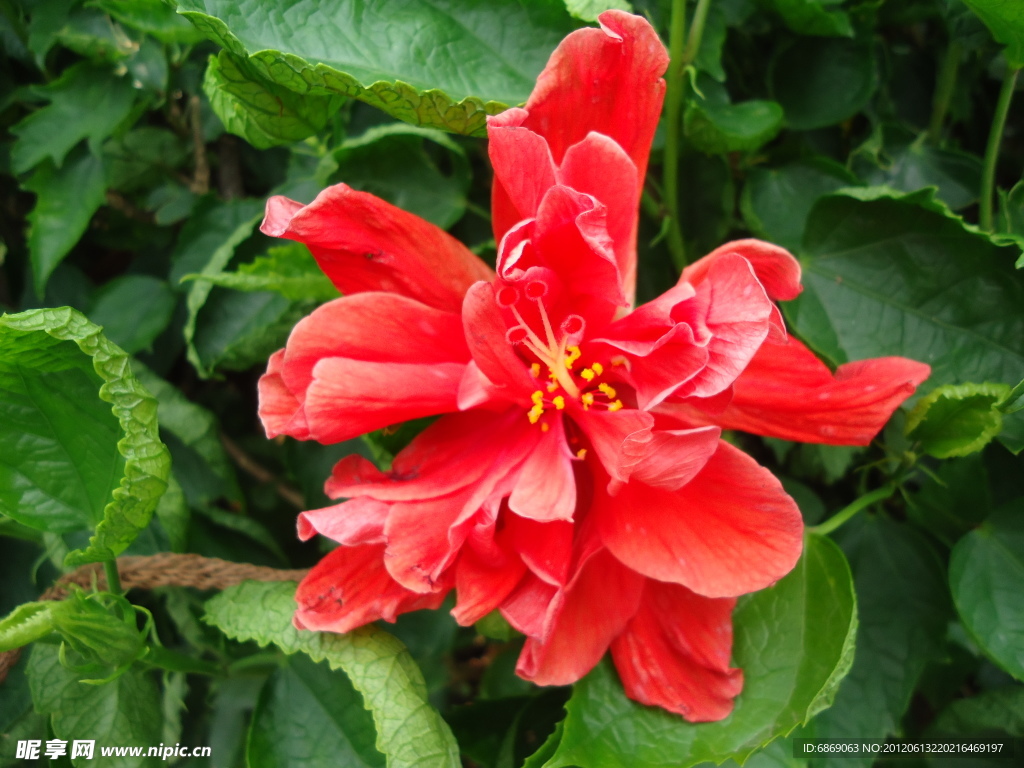 扶桑花
