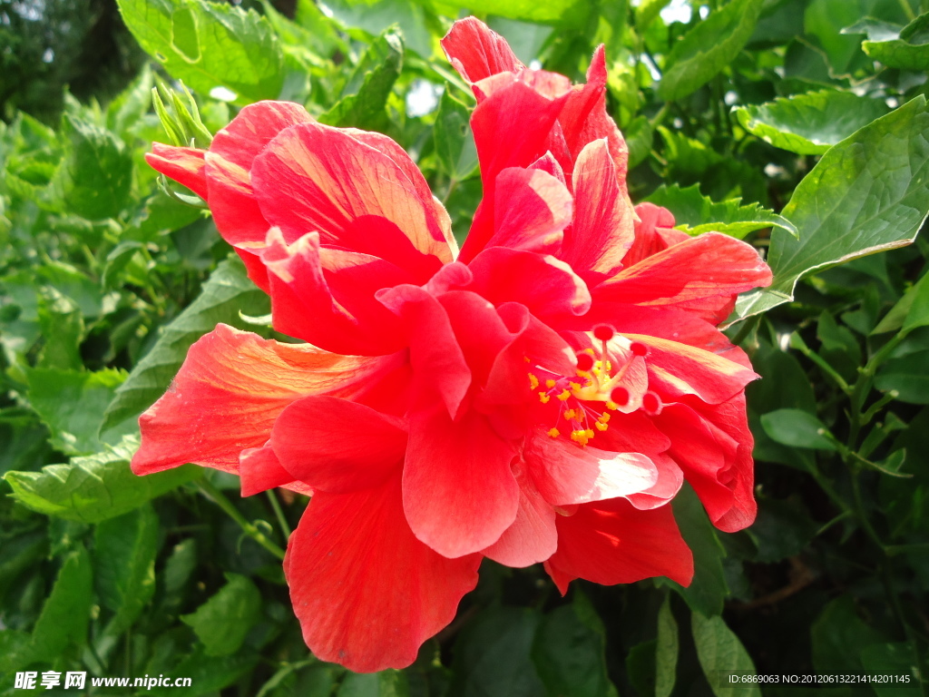 扶桑花