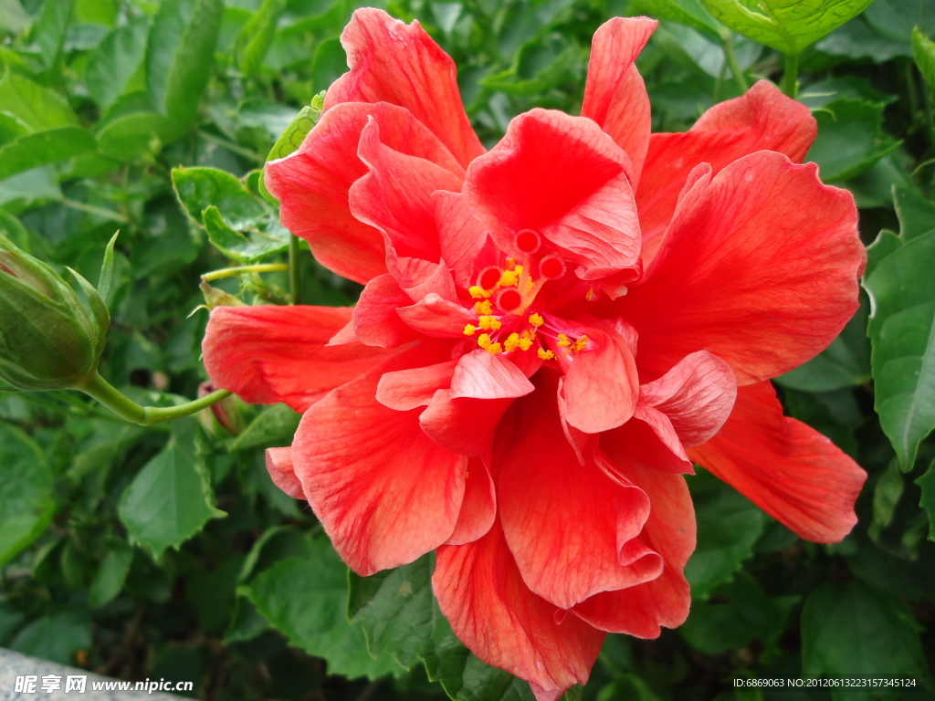 扶桑花