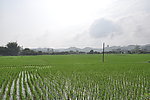 田野