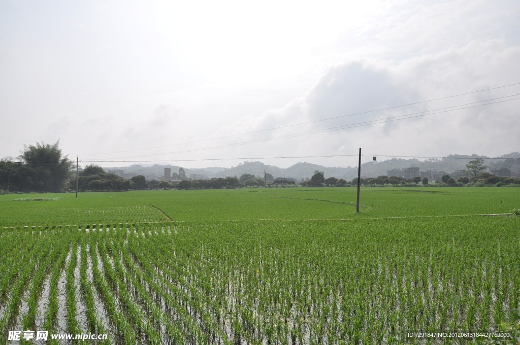 田野