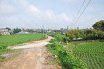 田野
