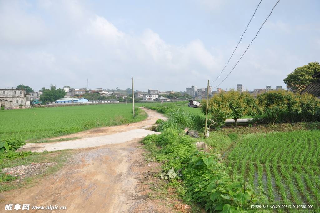 田野