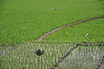田野