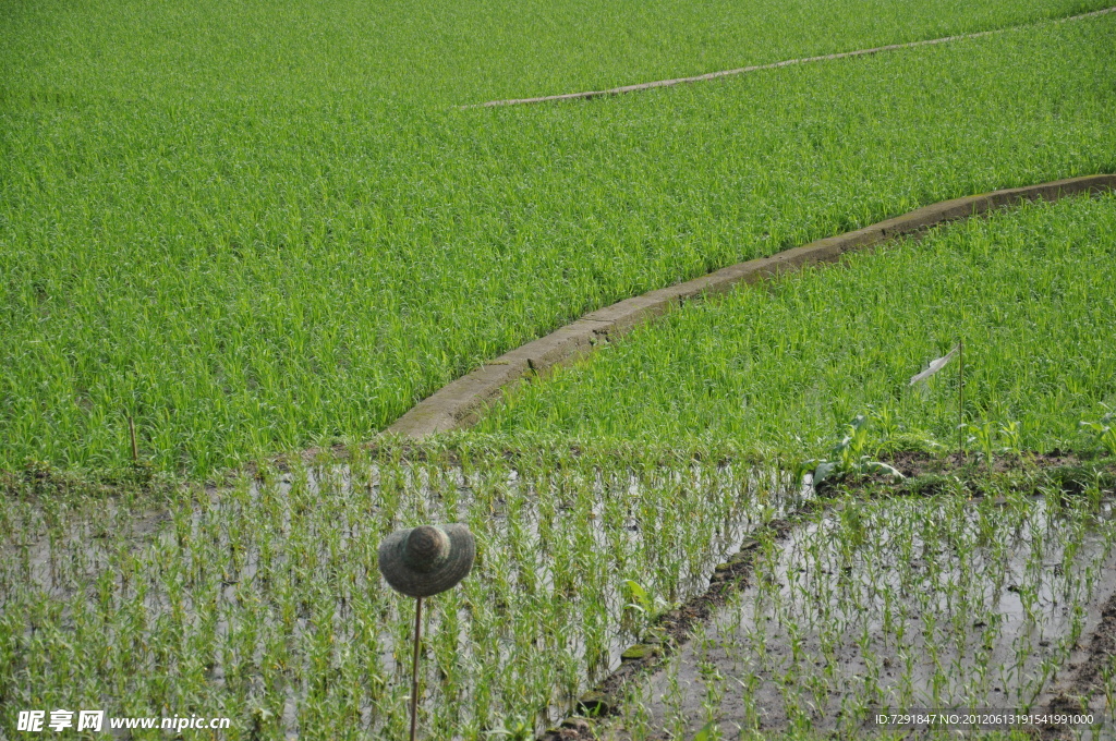 田野