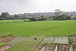 绿色的原野