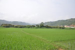 无边田野