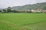 山中绿野