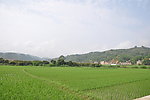 家乡田地