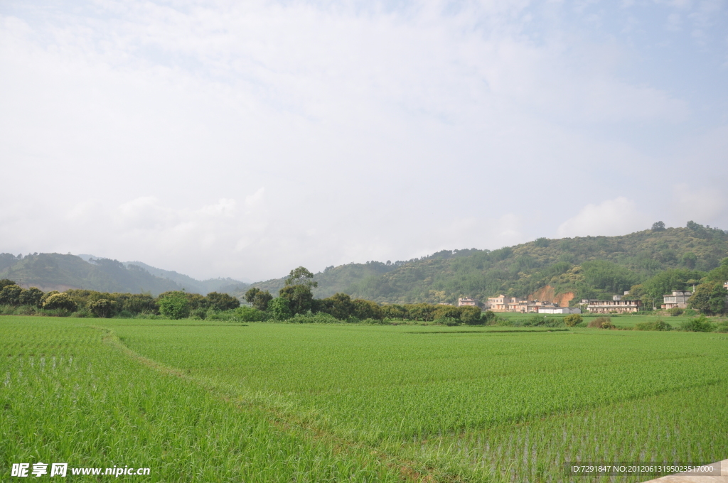 家乡田地