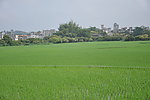 原野