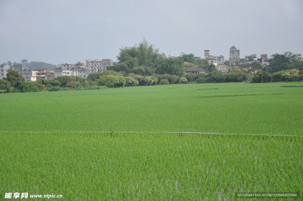 原野