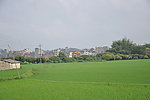 田野