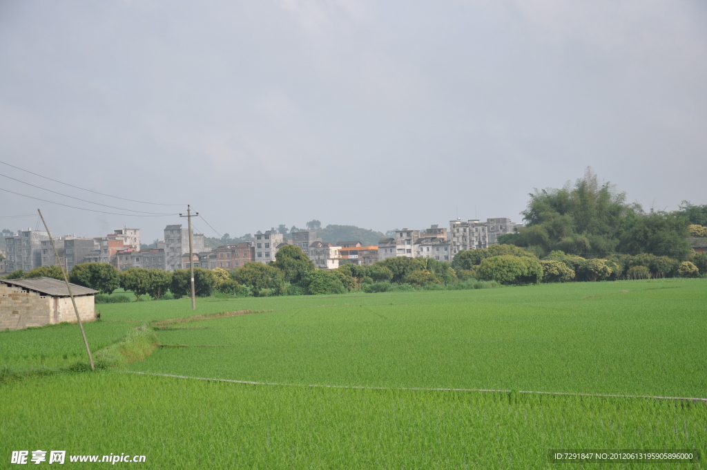 田野