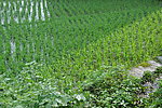 阳光 田野