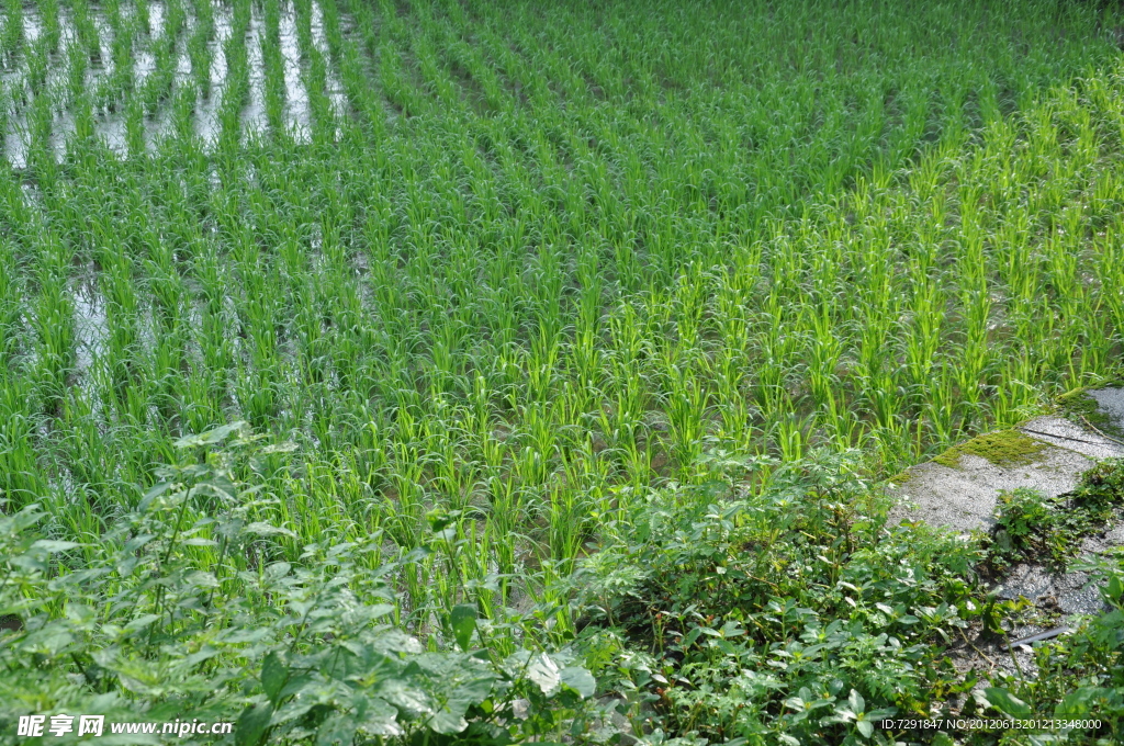 阳光 田野
