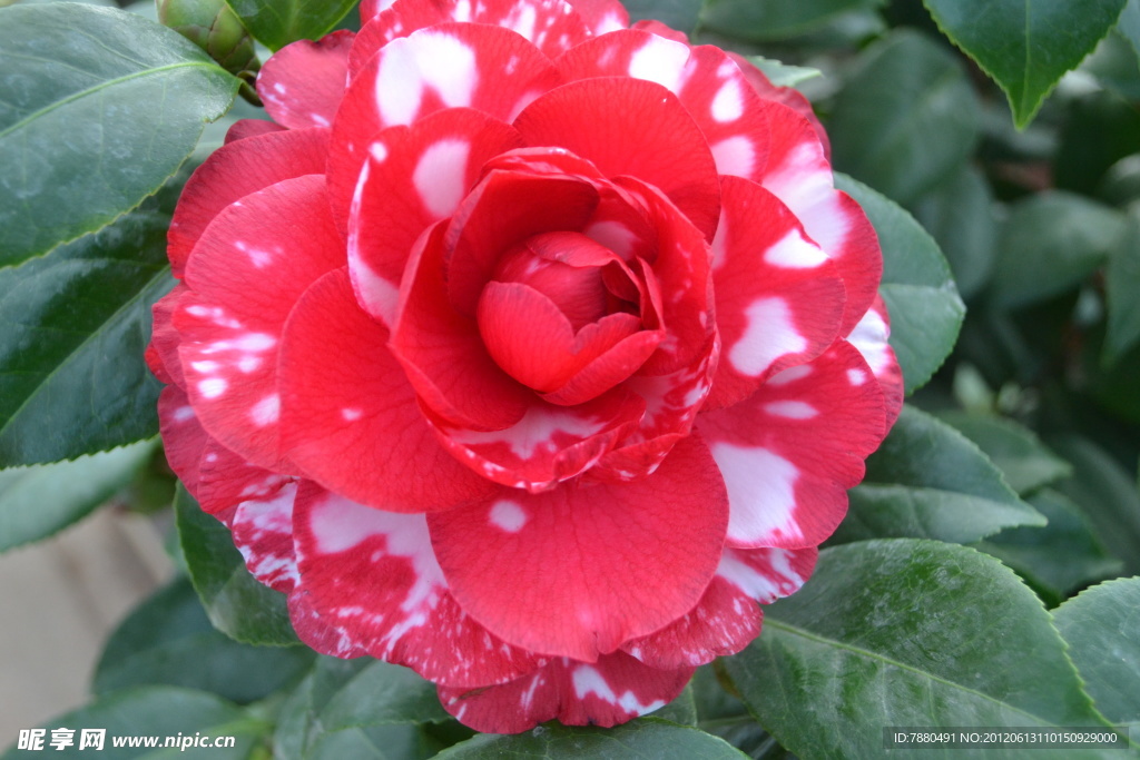 茶花