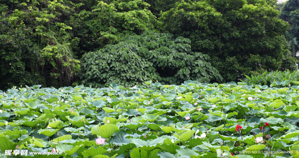 荷花池全景