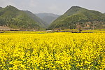 油菜花