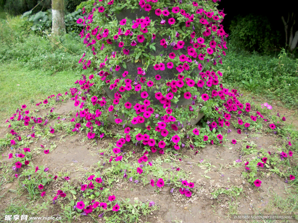 牵牛花