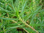 大花马齿苋 太阳花