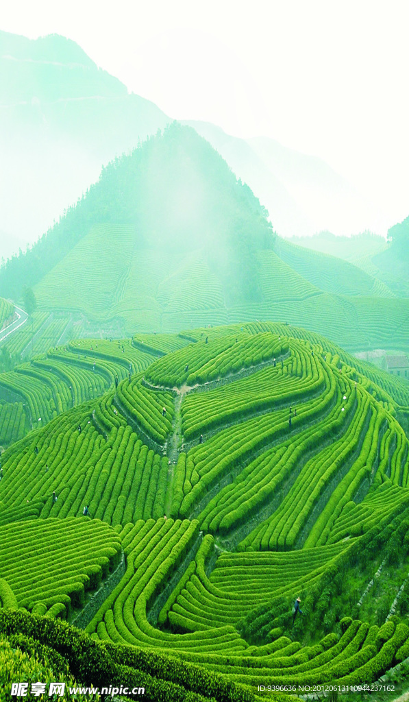 远山茶园景色