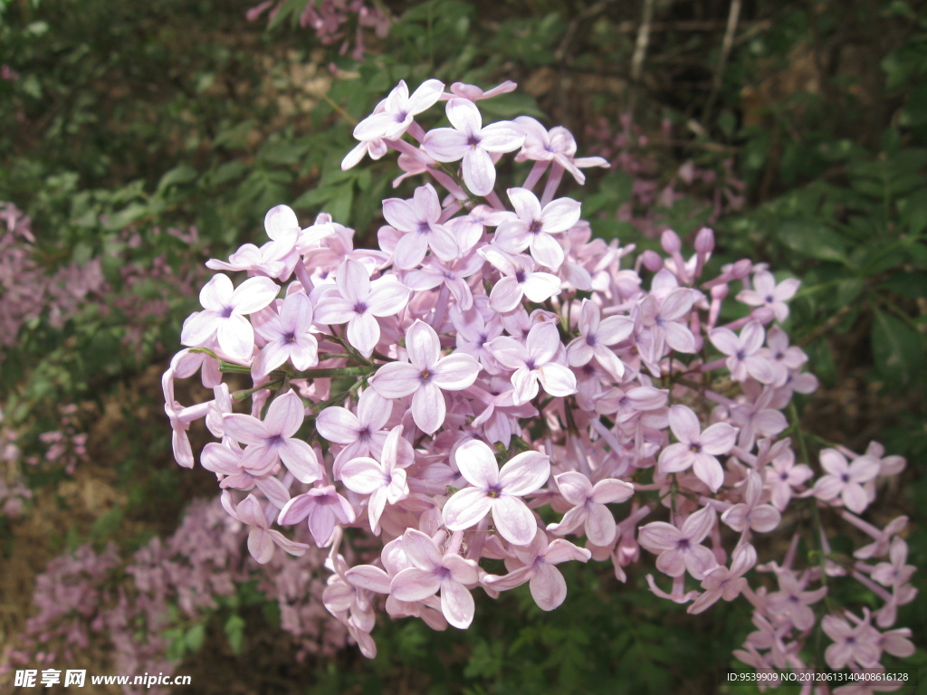 丁香花