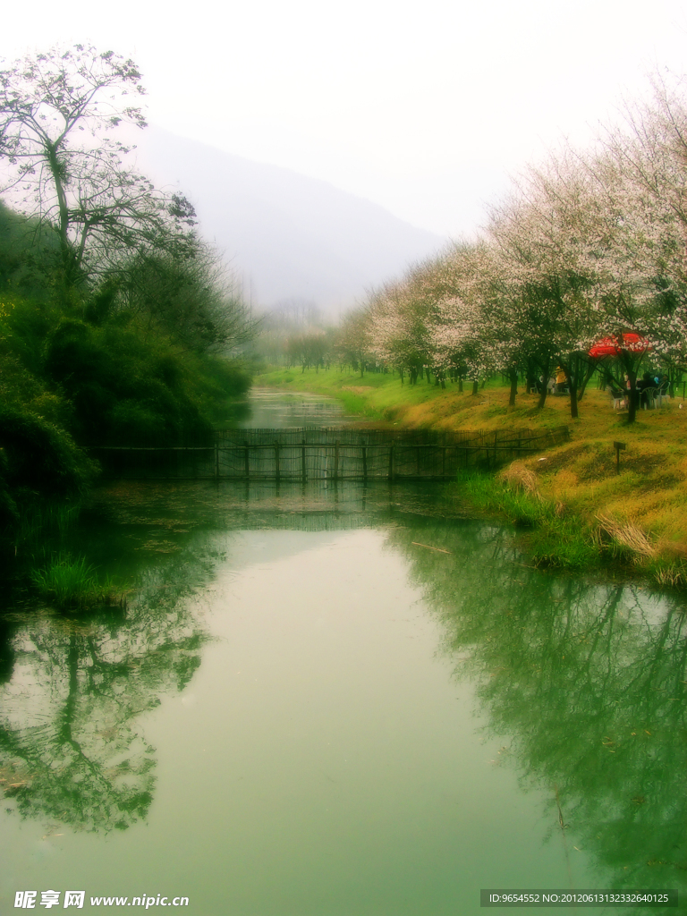 樱花林