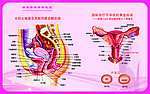 妇科人体解剖图