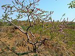 山坡桃花