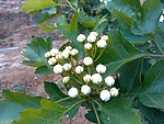 山楂花