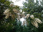 槐花