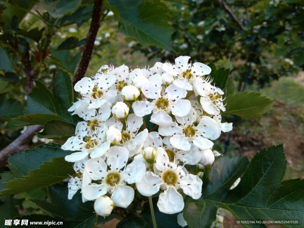 山楂花