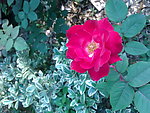 月季花