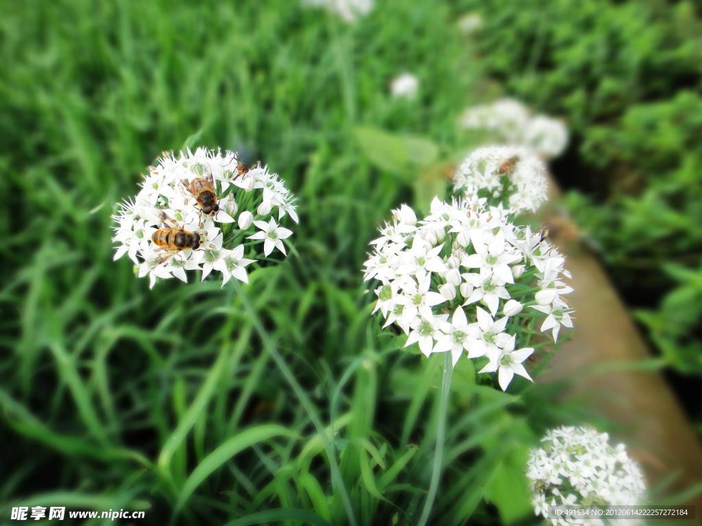 韭菜花
