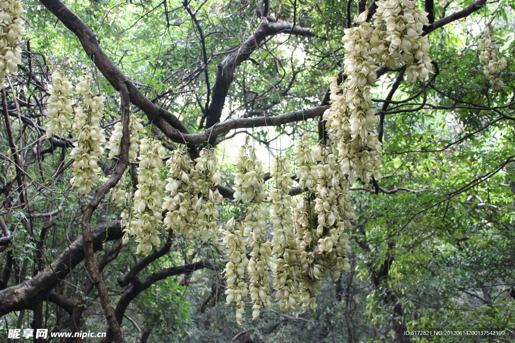 禾雀花