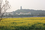 桥头油菜花