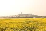 桥头莲湖公园 油菜花
