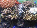 海葵(非高清)