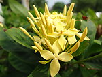 龙船花